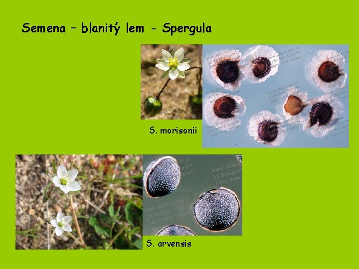 Semena – blanitý lem - Spergula S. morisonii S. arvensis 