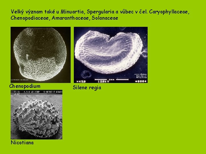 Velký význam také u Minuartia, Spergularia a vůbec v čel. Caryophyllaceae, Chenopodiaceae, Amaranthaceae, Solanaceae