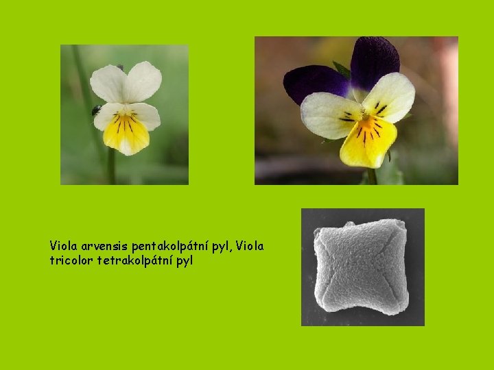 Viola arvensis pentakolpátní pyl, Viola tricolor tetrakolpátní pyl 