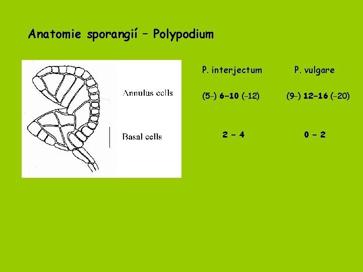 Anatomie sporangií – Polypodium P. interjectum (5−) 6− 10 (− 12) 2 − 4