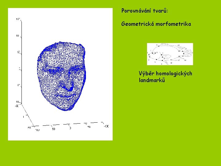 Porovnávání tvarů: Geometrická morfometrika Výběr homologických landmarků 