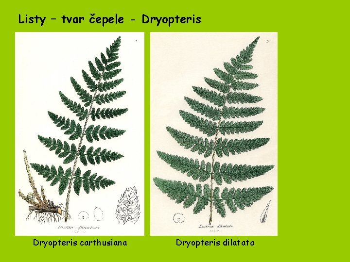 Listy – tvar čepele - Dryopteris carthusiana Dryopteris dilatata 