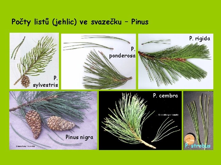 Počty listů (jehlic) ve svazečku – Pinus P. rigida P. ponderosa P. sylvestris P.