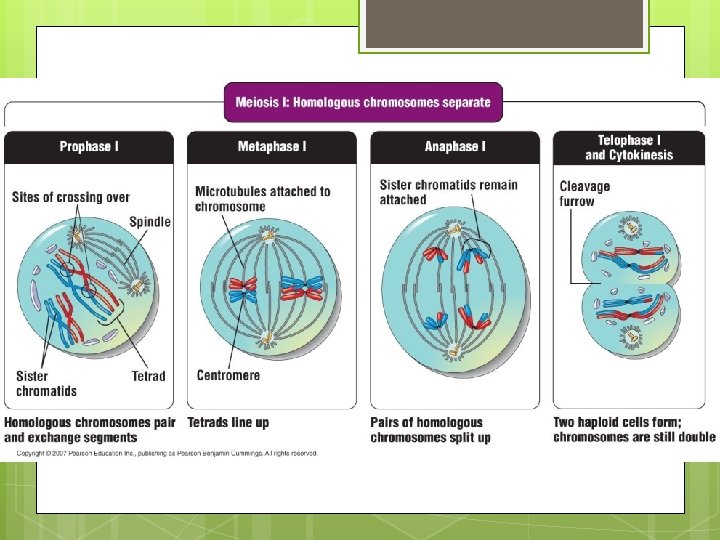 Meiosis Division of gametes Mitosis Somatic cells body
