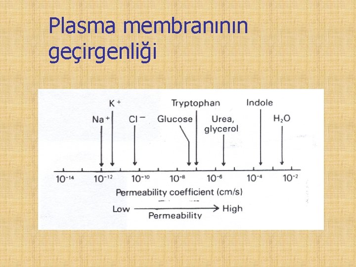 Plasma membranının geçirgenliği 