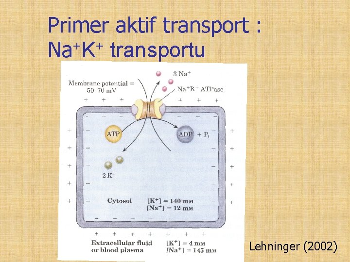 Primer aktif transport : Na+K+ transportu Lehninger (2002) 