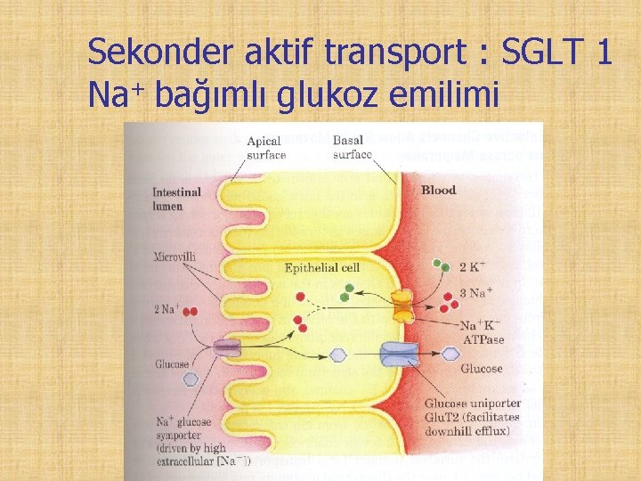Sekonder aktif transport : SGLT 1 Na+ bağımlı glukoz emilimi 