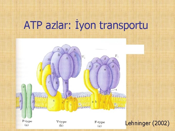 ATP azlar: İyon transportu Lehninger (2002) 