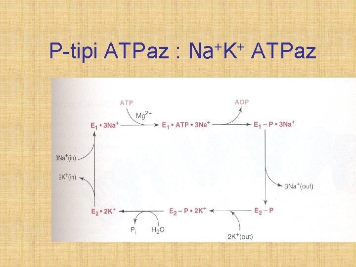 P-tipi ATPaz : Na+K+ ATPaz 