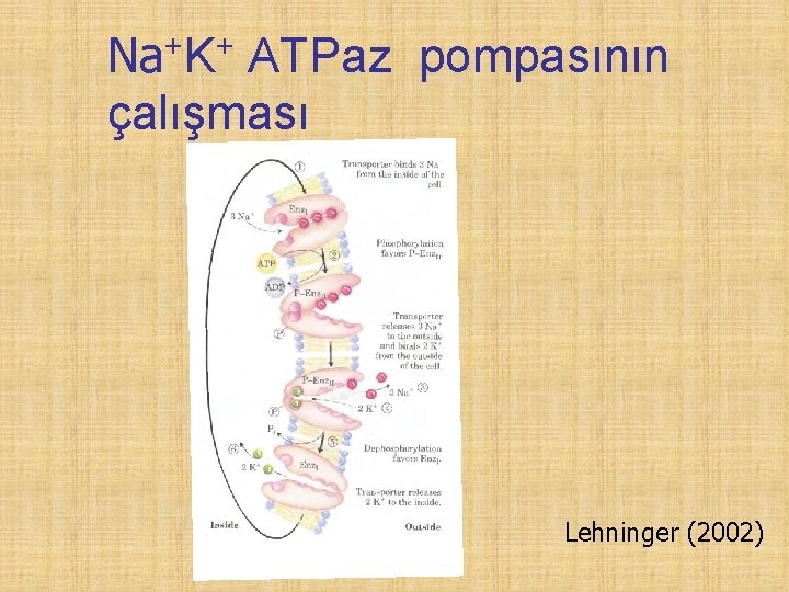 Na+K+ ATPaz pompasının çalışması Lehninger (2002) 