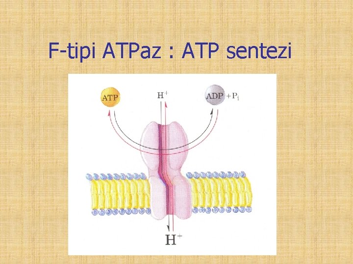 F-tipi ATPaz : ATP sentezi 