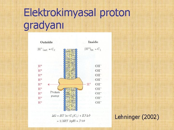 Elektrokimyasal proton gradyanı Lehninger (2002) 