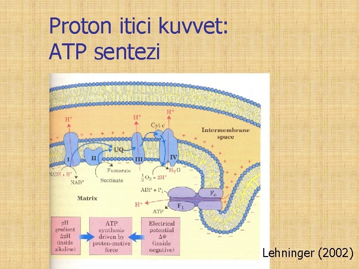 Proton itici kuvvet: ATP sentezi Lehninger (2002) 
