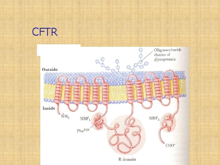 CFTR 