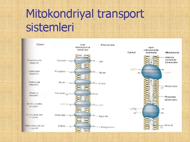 Mitokondriyal transport sistemleri 