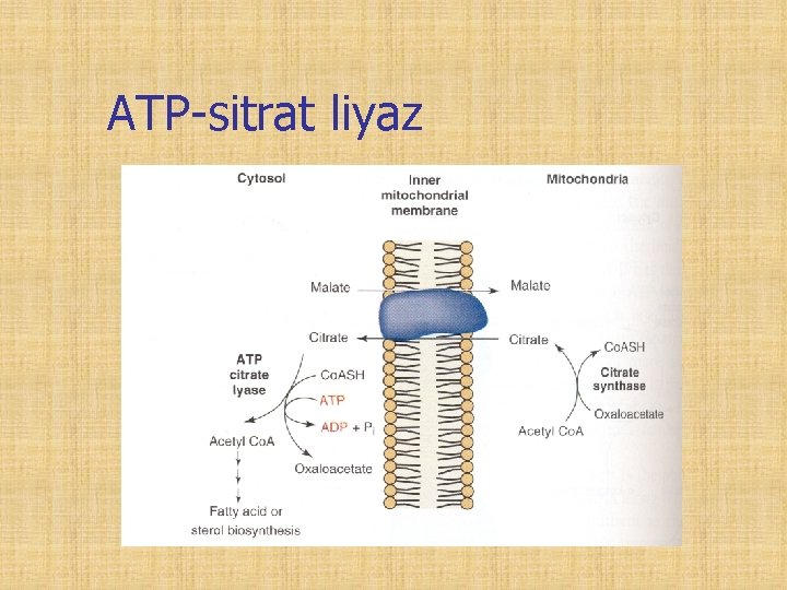 ATP-sitrat liyaz 