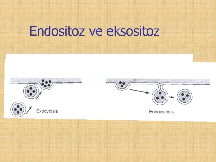 Endositoz ve eksositoz 