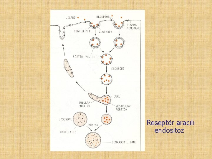 Reseptör aracılı endositoz 