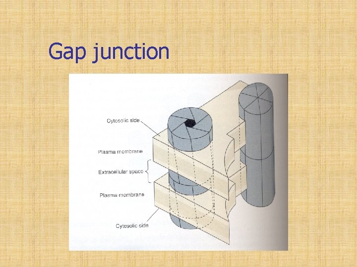 Gap junction 