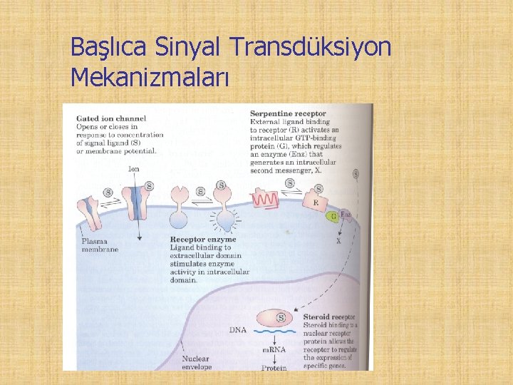 Başlıca Sinyal Transdüksiyon Mekanizmaları 