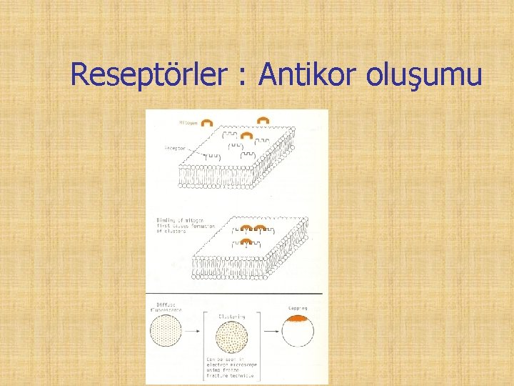 Reseptörler : Antikor oluşumu 