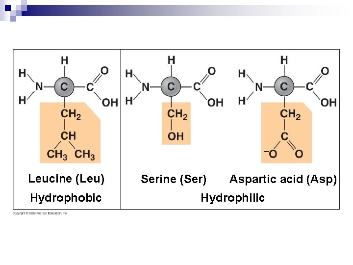 Leucine (Leu) Hydrophobic Serine (Ser) Aspartic acid (Asp) Hydrophilic 