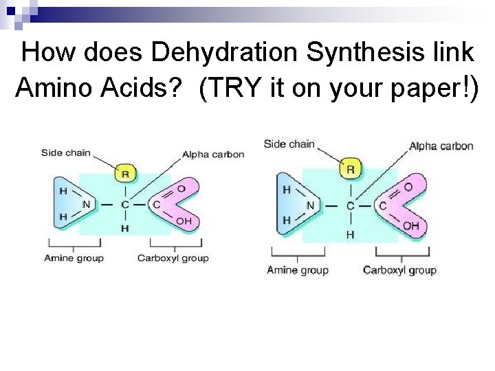 How does Dehydration Synthesis link Amino Acids? (TRY it on your paper!) 
