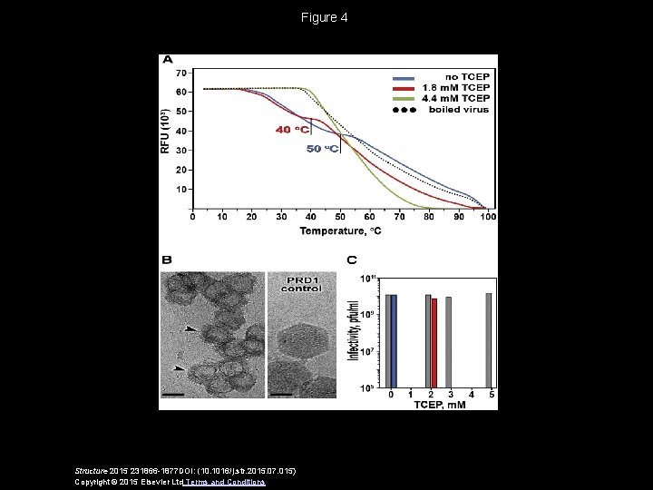 Figure 4 Structure 2015 231866 -1877 DOI: (10. 1016/j. str. 2015. 07. 015) Copyright