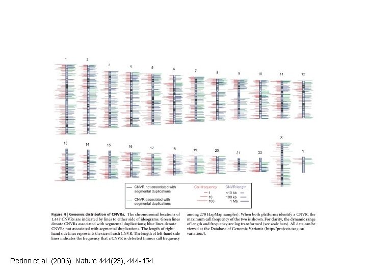 Redon et al. (2006). Nature 444(23), 444 -454. 