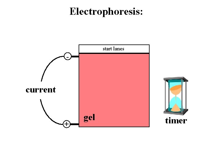 Electrophoresis: start lanes - current + gel timer 