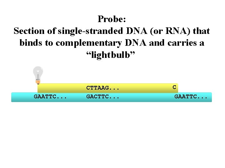 Probe: Section of single-stranded DNA (or RNA) that binds to complementary DNA and carries