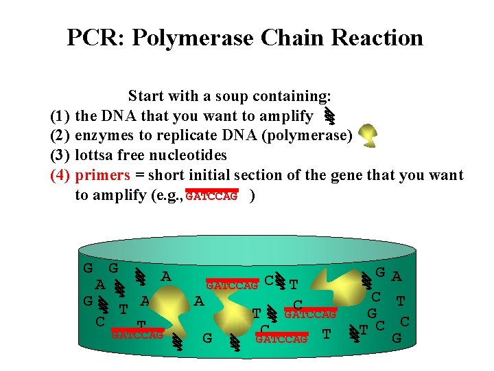 PCR: Polymerase Chain Reaction (1) (2) (3) (4) Start with a soup containing: the