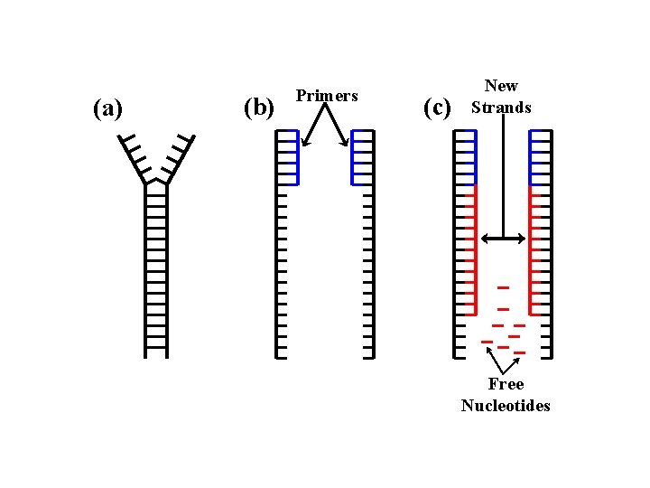 (a) (b) Primers (c) New Strands Free Nucleotides 