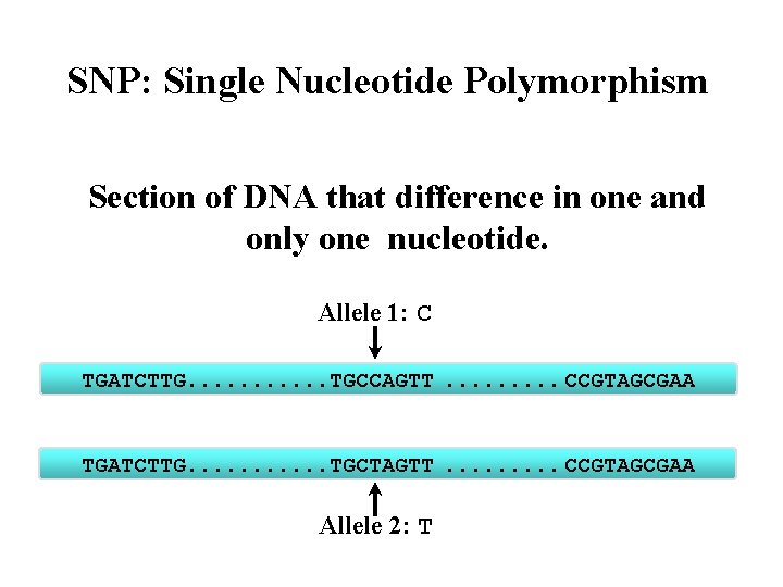 SNP: Single Nucleotide Polymorphism Section of DNA that difference in one and only one
