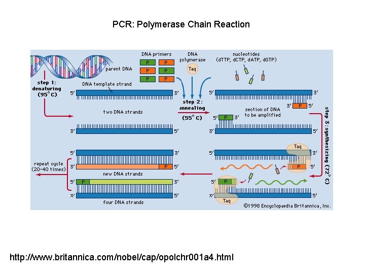 PCR: Polymerase Chain Reaction http: //www. britannica. com/nobel/cap/opolchr 001 a 4. html 