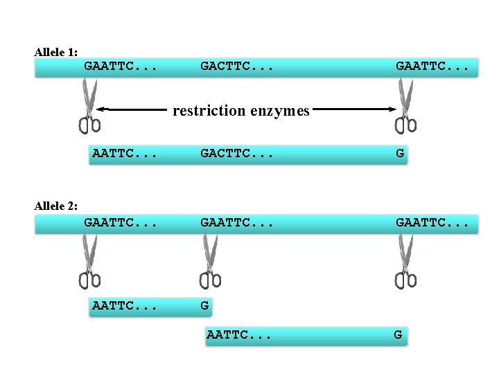 Allele 1: GAATTC. . . GACTTC. . . GAATTC. . . restriction enzymes AATTC.