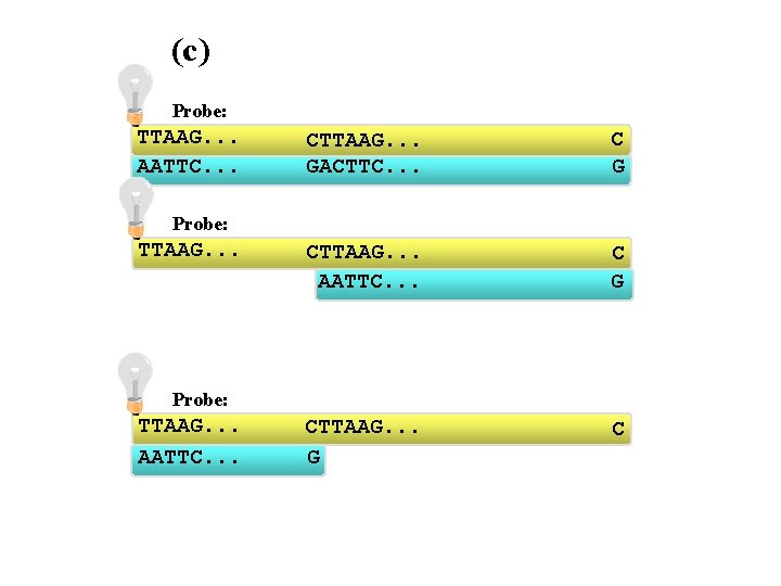 (c) Probe: TTAAG. . . AATTC. . . CTTAAG. . . GACTTC. . .