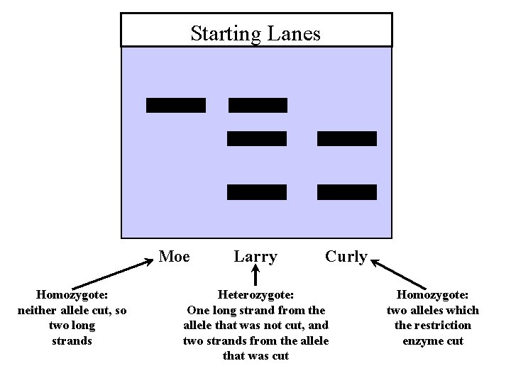 Starting Lanes Moe Homozygote: neither allele cut, so two long strands Larry Curly Heterozygote: