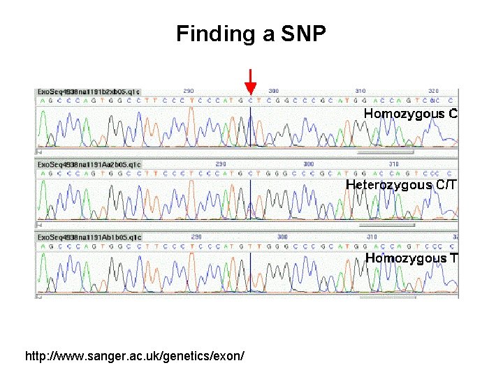 Finding a SNP http: //www. sanger. ac. uk/genetics/exon/ 