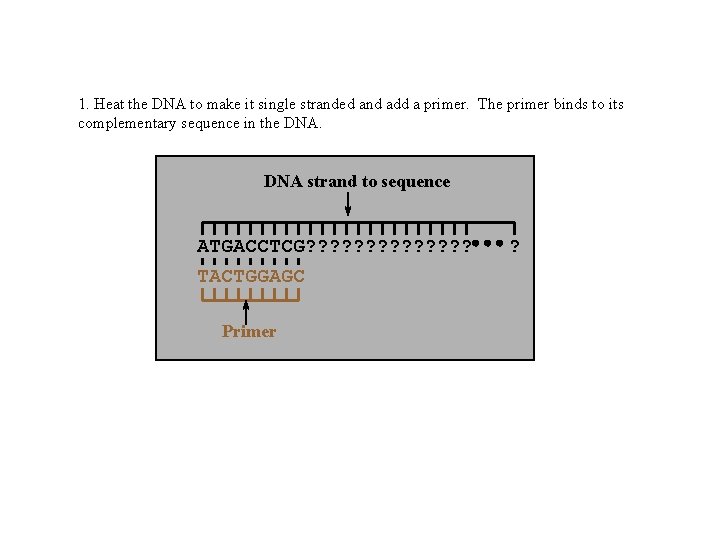 1. Heat the DNA to make it single stranded and add a primer. The