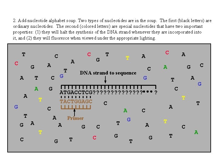 2. Add nucleotide alphabet soup. Two types of nucleotides are in the soup. The