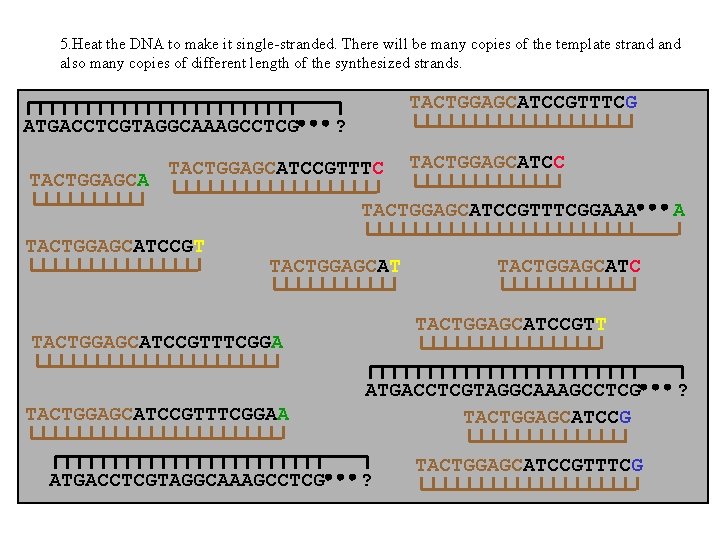 5. Heat the DNA to make it single-stranded. There will be many copies of