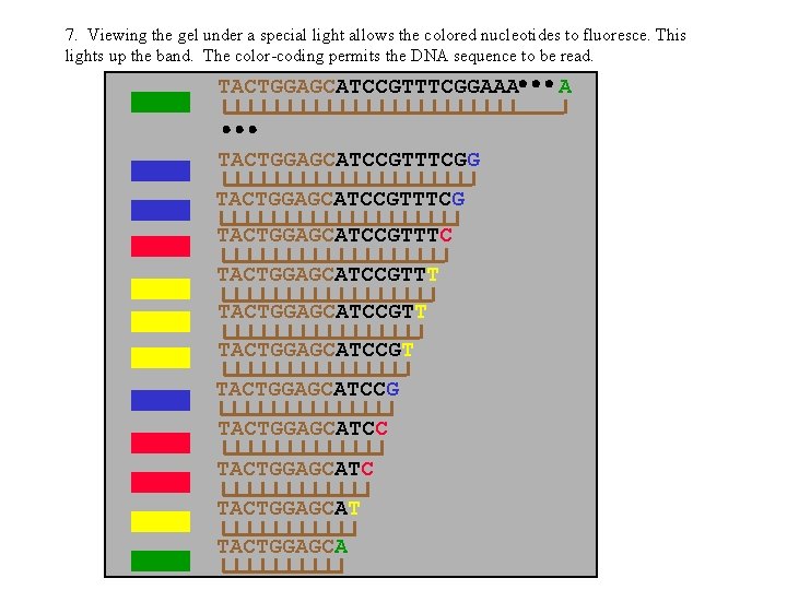 7. Viewing the gel under a special light allows the colored nucleotides to fluoresce.