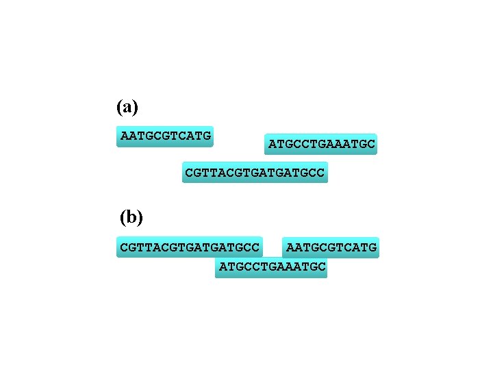 (a) AATGCGTCATG ATGCCTGAAATGC CGTTACGTGATGATGCC (b) AATGCGTCATG CGTTACGTGATGATGCCTGAAATGC 