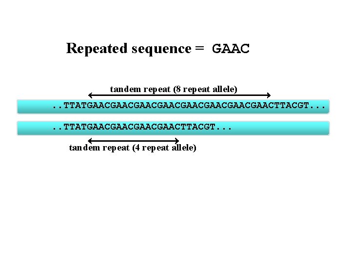 Repeated sequence = GAAC tandem repeat (8 repeat allele). . TTATGAACGAACGAACGAACTTACGT. . . TTATGAACGAACTTACGT.