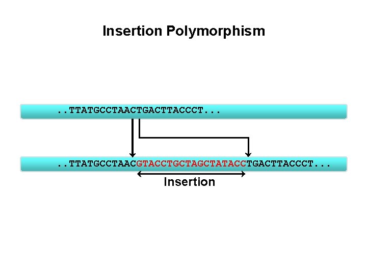 Insertion Polymorphism . . TTATGCCTAACTGACTTACCCT. . . TTATGCCTAACGTACCTGCTATACCTGACTTACCCT. . . Insertion 