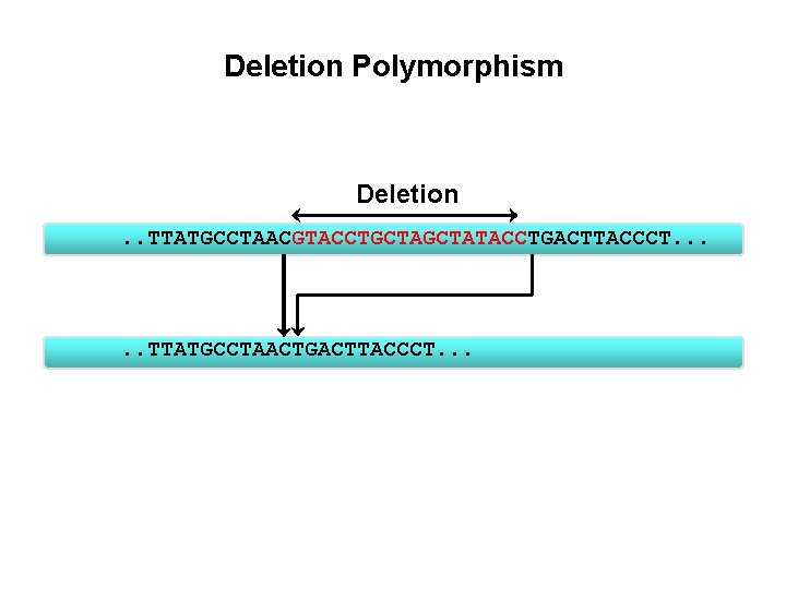 Deletion Polymorphism Deletion. . TTATGCCTAACGTACCTGCTATACCTGACTTACCCT. . . TTATGCCTAACTGACTTACCCT. . . 