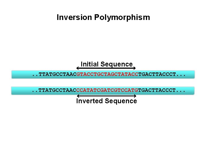 Inversion Polymorphism Initial Sequence. . TTATGCCTAACGTACCTGCTATACCTGACTTACCCT. . . TTATGCCTAACCCATATCGTCCATGTGACTTACCCT. . . Inverted Sequence 