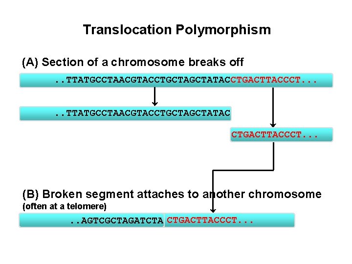 Translocation Polymorphism (A) Section of a chromosome breaks off. . TTATGCCTAACGTACCTGCTATACCTGACTTACCCT. . . TTATGCCTAACGTACCTGCTATAC