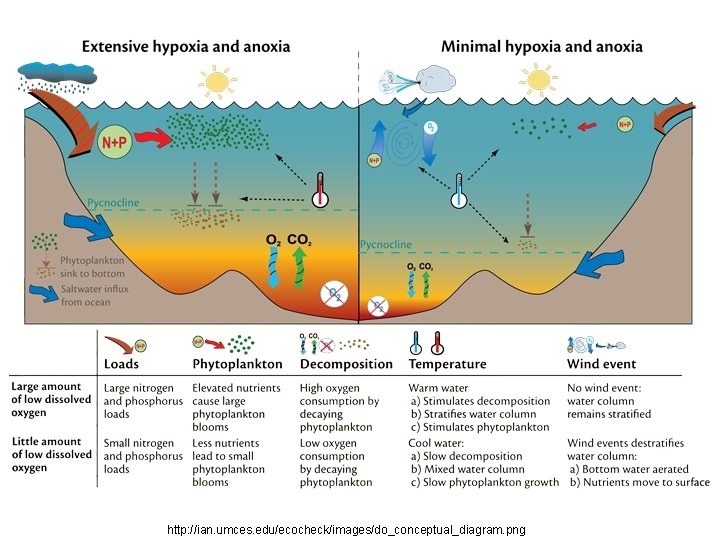 http: //ian. umces. edu/ecocheck/images/do_conceptual_diagram. png 